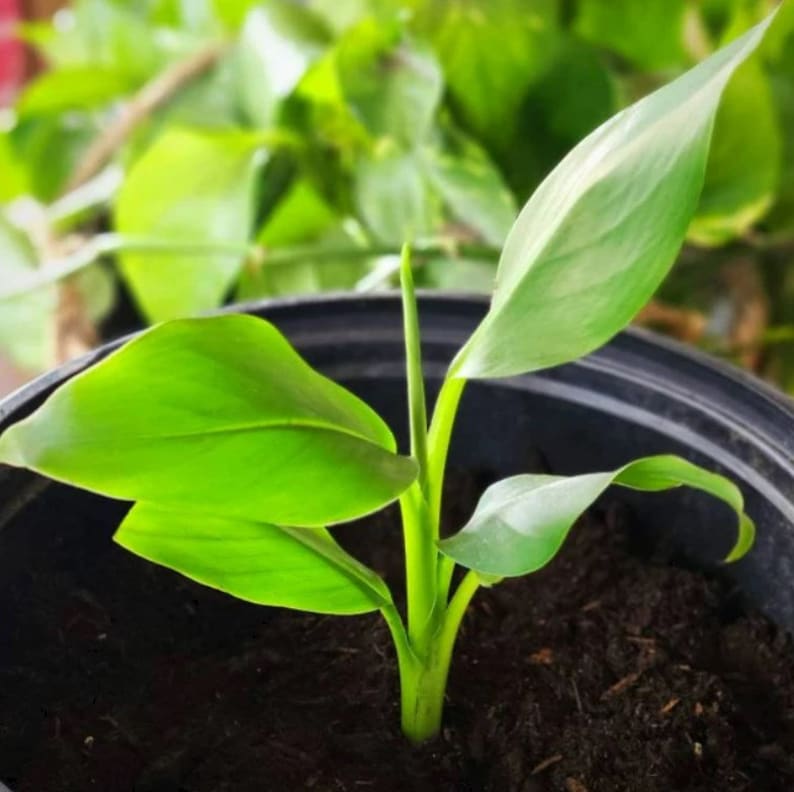 Puede incluir: Primer plano de una planta verde con hojas grandes que crece en una maceta negra. La planta est&aacute; en las primeras etapas de crecimiento y tiene un solo tallo.