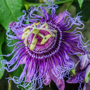 May include: Close-up of a passion flower with intricate details. The flower features a vibrant purple hue with delicate, thread-like filaments radiating from the center. The center has a complex pattern with yellow and green accents, set against a backdrop of green leaves.