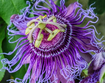 Passiflora Incense Live Plant | 5-9" Tall | Highly Fragrant Royal Purple Passion Flower Vine