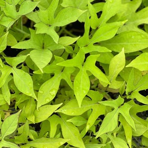 May include: Close-up of bright green sweet potato vine leaves. The leaves have a unique shape with pointed lobes and visible water droplets. The foliage is dense, creating a vibrant, textured display.
