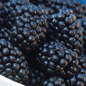 Puede incluir: Primer plano de un mont&oacute;n de moras maduras. Las bayas son de un color negro intenso y brillante, con una textura ligeramente irregular. La imagen est&aacute; bien iluminada, destacando los detalles de la fruta. Las moras parecen frescas y listas para comer.