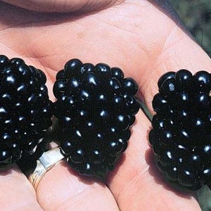 May include: Three ripe blackberries, each a deep, glossy black, are held in a hand. The berries are plump and covered in tiny, light-reflecting droplets. The image highlights the natural texture and color of the fruit.