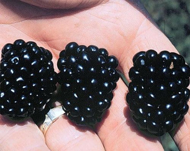 May include: Three ripe blackberries, each a deep, glossy black, are held in a hand. The berries are plump and covered in tiny, light-reflecting droplets. The image highlights the natural texture and color of the fruit.
