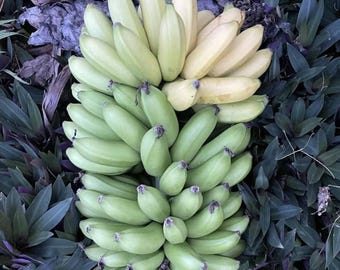 May include: A bunch of bananas, transitioning in color from green to yellow, rests on a bed of dark green and purple foliage. The bananas are clustered together, showcasing their curved shape and varying stages of ripeness.