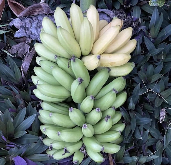 Mona Lisa Banana Plant Rare Musa FHIA-02 – Live Plant, 5-9 Inches