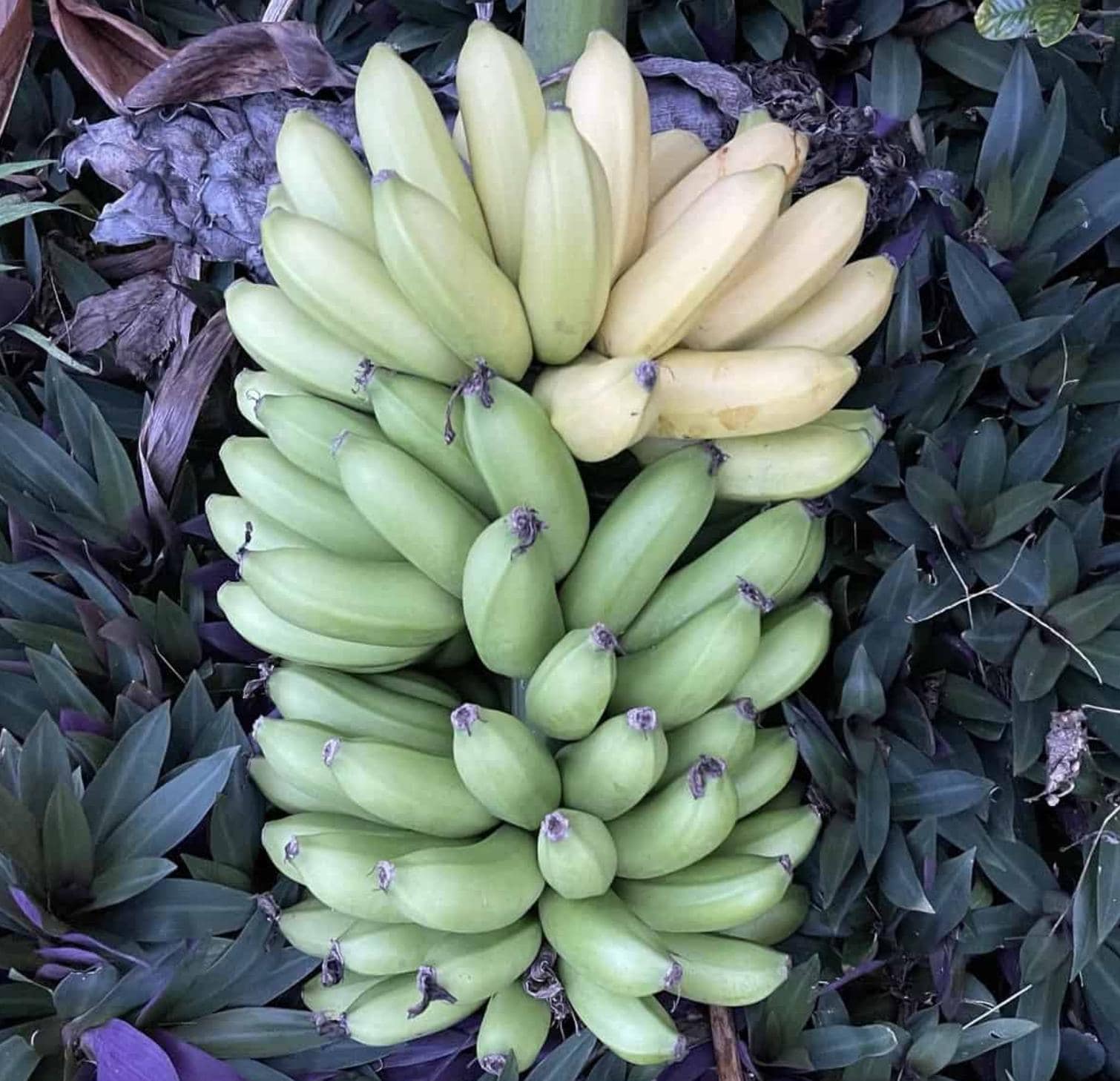 Mona Lisa Banana Plant Rare Musa FHIA-02 – Live Plant, 5-9 Inches