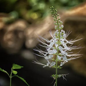 May include: A white flower with long, thin petals and a green stem. The flower is in focus, while the background is blurred.