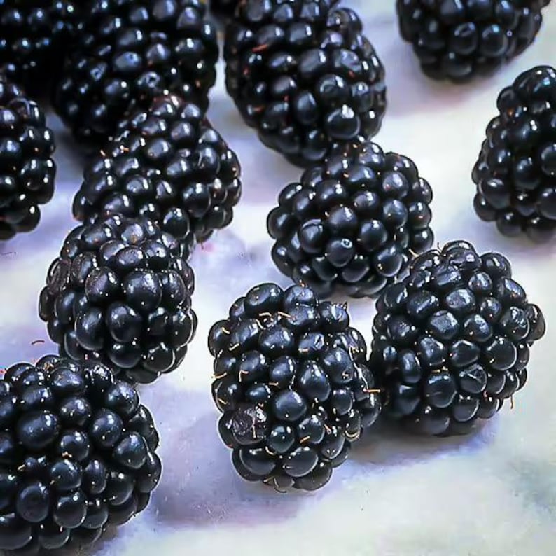 May include: Close-up of several ripe blackberries, showcasing their deep black color and textured surface. The berries are clustered together, highlighting their juicy appearance. The image is well-lit, emphasizing the freshness of the fruit.