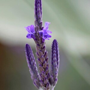 May include: Close-up of a purple flower spike with multiple buds and a single open bloom. The flower has a textured appearance and is set against a soft, blurred green background. The image highlights the intricate details of the plant.