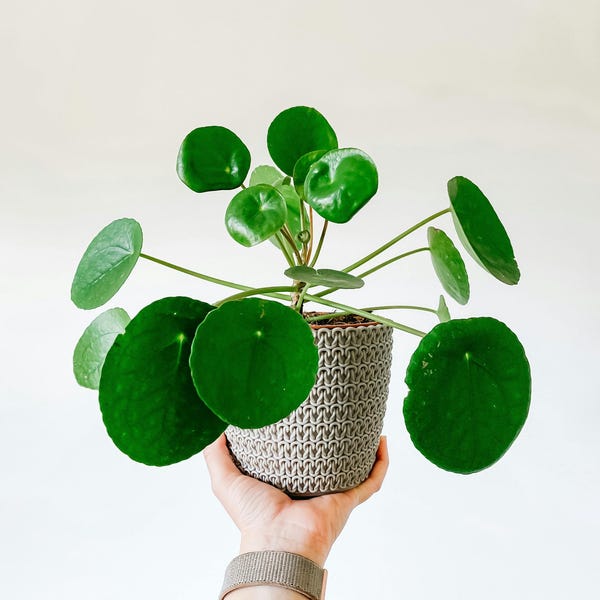 Può includere: Una pianta di Pilea peperomioides, nota anche come pianta dei soldi cinese, in un vaso intrecciato grigio. La pianta presenta foglie verdi vivaci e rotonde. Il vaso è tenuto in mano su sfondo bianco. Una pianta da interno popolare.