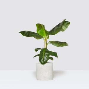 Dwarf Cavendish Banana Plant - Dwarf Banana Tree - Musa Dwarf Cavendish Banana Plant - Live Banana Fruit Plant - 4-6 Inch Fruit Tree