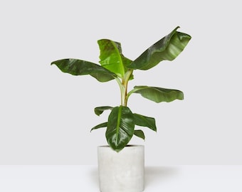 Dwarf Cavendish Banana Plant - Dwarf Banana Tree - Musa Dwarf Cavendish Banana Plant - Live Banana Fruit Plant - 4-6 Inch Fruit Tree