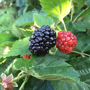 May include: Close-up of a blackberry and a raspberry on a leafy branch. The blackberry is a deep, shiny black, while the raspberry is a vibrant red. The leaves are a rich green, with some areas highlighted by sunlight. The image captures the natural beauty of the berries.