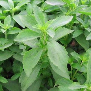May include: A close-up of a lush green stevia plant with large, vibrant leaves. The plant is growing in a garden setting.