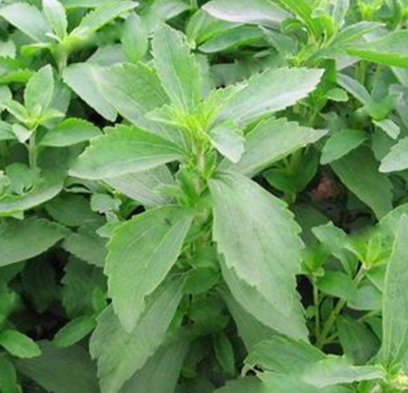 May include: A close-up of a lush green stevia plant with large, vibrant leaves. The plant is growing in a garden setting.