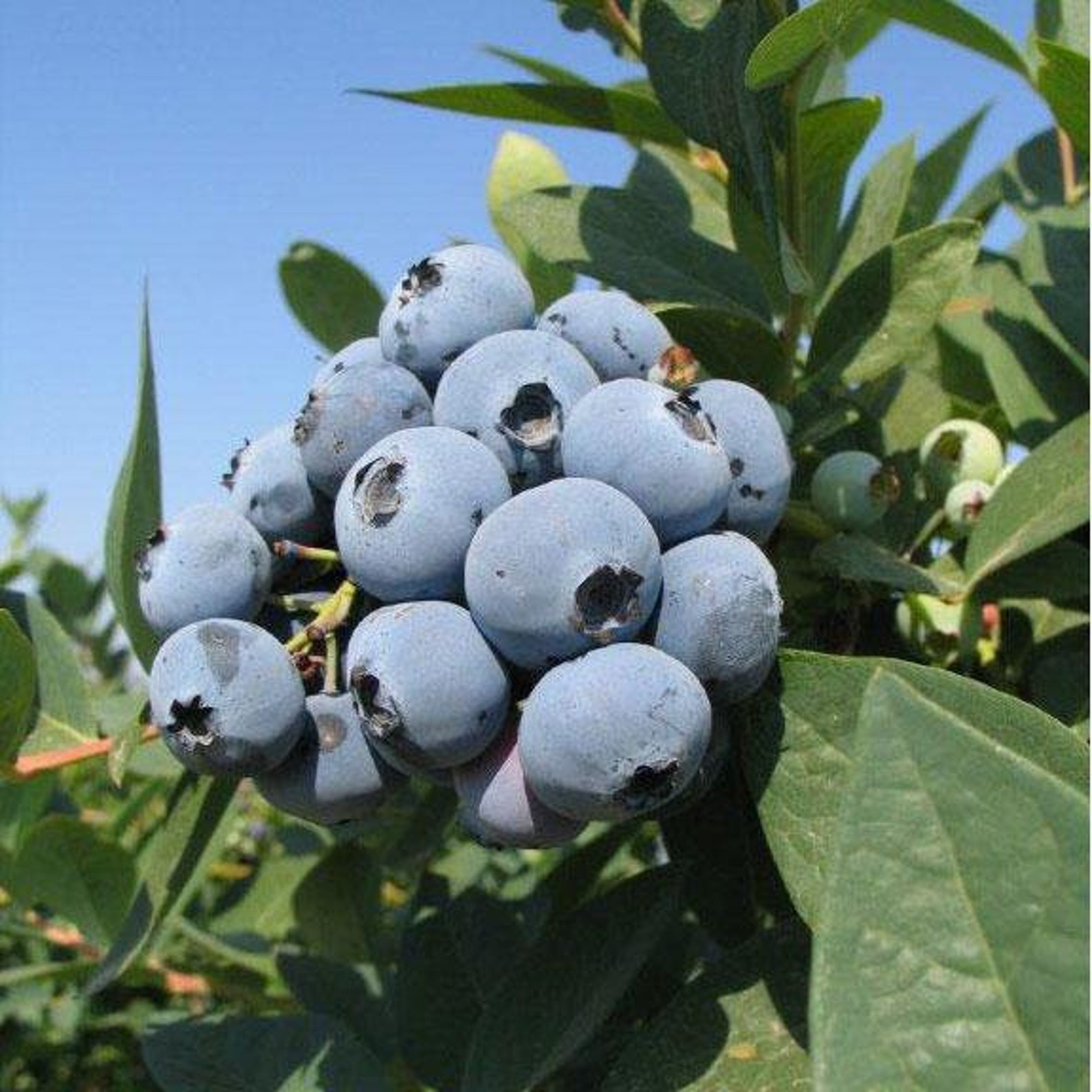 Jewel Blueberry Bush Jewel Southern Highbush Blueberry Etsy