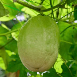 Yellow Passion Fruit Plant - Giant Granadilla Edible Passion Fruit - Passionfruit Tree - Plants Live Houseplants - Merely Granadilla