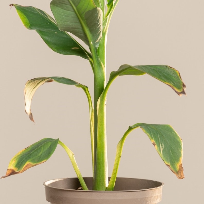 Puede incluir: Una planta de interior verde con hojas amarillentas en una maceta marr&oacute;n. La planta tiene un solo tallo con m&uacute;ltiples hojas que crecen de &eacute;l.