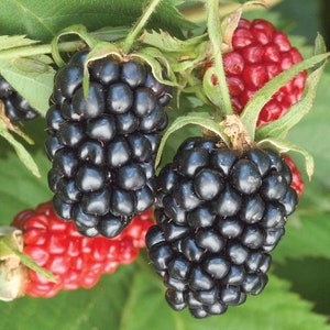 May include: Close-up of ripe blackberries growing on a vine. The berries are dark purple and have a shiny, glossy finish.