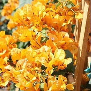 Bougainvillea Live Plant - 2 (Two) Live California Gold Bougainvillea Starter Plants - Yellow Bougainvillea Plant - Flower Plants Live