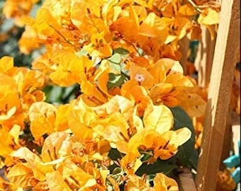 Bougainvillea Live Plant - 2 (Two) Live California Gold Bougainvillea Starter Plants - Yellow Bougainvillea Plant - Flower Plants Live