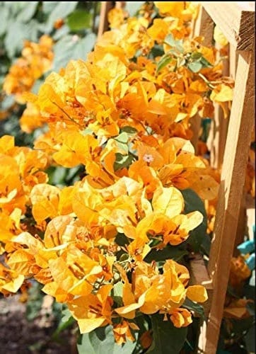 Bougainvillea Live Plant - 2 (Two) Live California Gold Bougainvillea Starter Plants - Yellow Bougainvillea Plant - Flower Plants Live