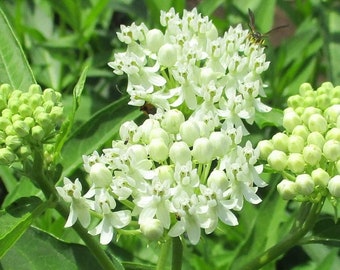 Milkweed Live Plants - White Milkweed Plants for Butterfly - Flower Garden