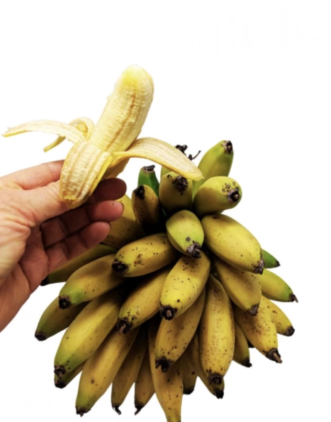 Truly Tiny Banana Plant (musa Truly Tiny) – Live Plant, 5–9 Inches Tall ...