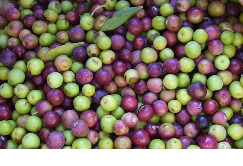 Olive Tree Plant Arbequina Live Olive Tree Live Olive Tree Etsy