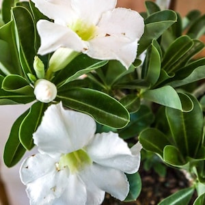 White Desert Rose Flower - Live Starter Rose Plant - Starter Flower