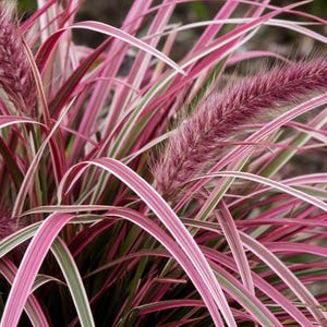 Può includere: Un cespo di erba ornamentale caratterizzato da foglie lunghe, sottili e arcuate con strisce variegate di rosa brillante, bianco e verde. Diversi pennacchi floreali sfocati, cilindrici e viola scuro si estendono dal centro del fogliame.