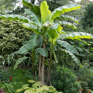 Puede incluir: Un &aacute;rbol de pl&aacute;tano con grandes hojas verdes que crece en un jard&iacute;n. El &aacute;rbol est&aacute; rodeado de otras plantas y follaje.
