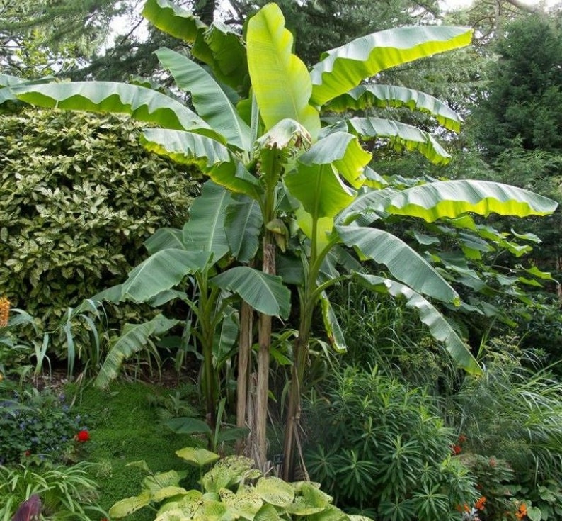 Puede incluir: Un &aacute;rbol de pl&aacute;tano con grandes hojas verdes que crece en un jard&iacute;n. El &aacute;rbol est&aacute; rodeado de otras plantas y follaje.