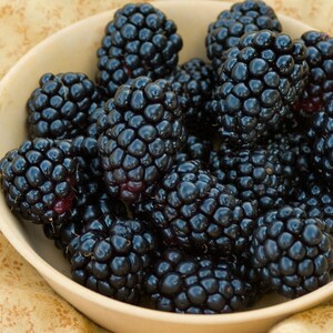 May include: A bowl filled with ripe blackberries. The blackberries are arranged in a single layer, with some overlapping. The bowl is white and has a smooth, glossy finish.
