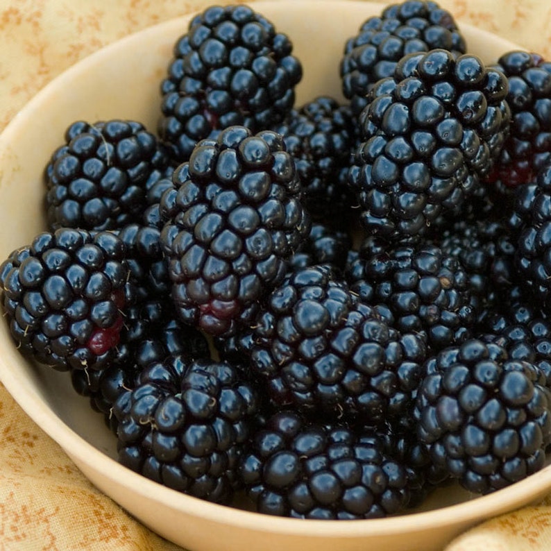 May include: A bowl filled with ripe blackberries. The blackberries are arranged in a single layer, with some overlapping. The bowl is white and has a smooth, glossy finish.