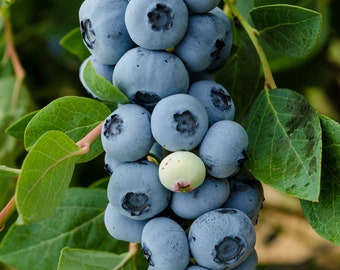 Blueberry Plant - Legacy Blue Berry Plants For Planting - Live Berry Bushes Live Plant - Vaccinium Corymbosum - Blueberries Plant 4-8 inches