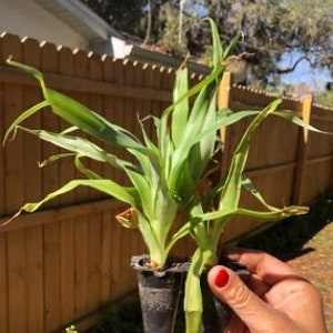 May include: Two green pineapple plants in black plastic pots. The plants are in a person's hand.