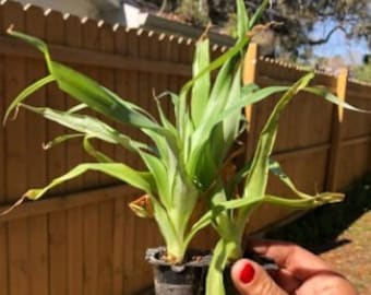 climbing philodendron bipennifolium Large - Philodendron