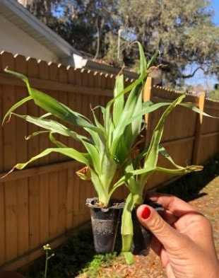 big ponytail palm Ponytail Palm Tree - 6 Inch Pot
