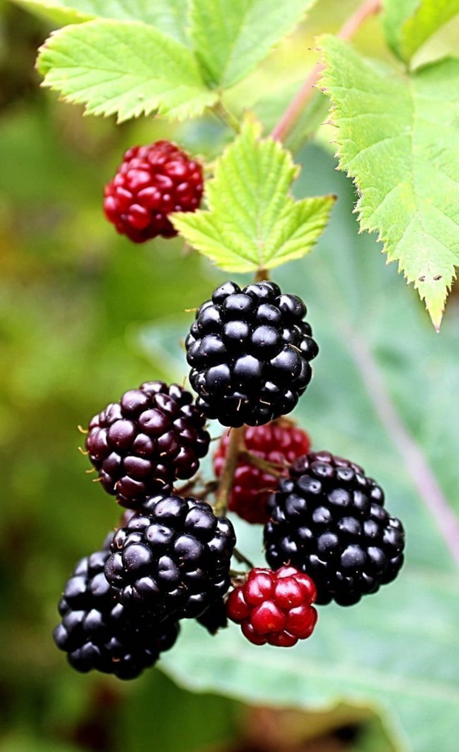 Boysenberry Live Plant Mix Between Raspberry Blackberry Etsy