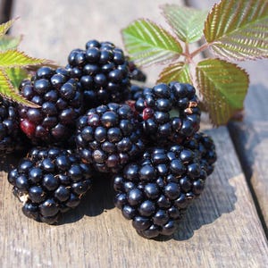 May include: A close-up of a pile of ripe blackberries. The berries are a deep, shiny black with a hint of red, and are clustered together. Green leaves with reddish stems are visible in the background, suggesting a natural setting.