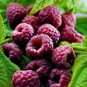 May include: Close-up of a cluster of ripe, dark red raspberries. The raspberries are arranged in a random pattern, with some overlapping others. The raspberries are surrounded by green leaves.