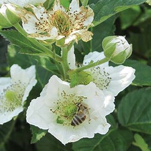 May include: Close-up of white blackberry blossoms with a bee inside one of the flowers. The flowers have a green center and are surrounded by green leaves.