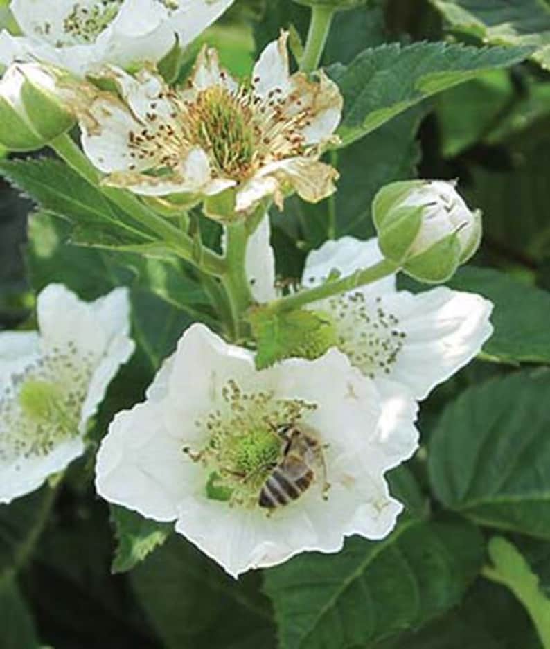 May include: Close-up of white blackberry blossoms with a bee inside one of the flowers. The flowers have a green center and are surrounded by green leaves.