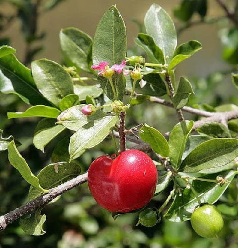 Acerola Cherry Tree Barbados Cherry Tree Acerola Fruit ...