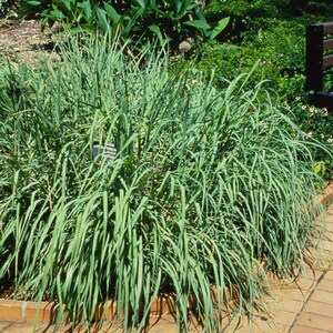 May include: A lush, green plant with long, slender leaves, likely lemongrass, growing in a garden bed. A small sign with text is visible. The plant is surrounded by a brick border and other greenery in the background.