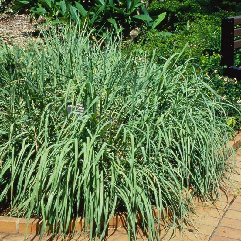 May include: A lush, green plant with long, slender leaves, likely lemongrass, growing in a garden bed. A small sign with text is visible. The plant is surrounded by a brick border and other greenery in the background.