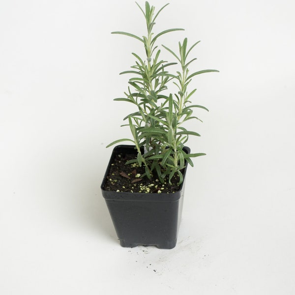 Arp Rosemary Plant - Rosmarinus Officinalis Arp - Rosemary Live Plant - Starter Herb 3-6 inch