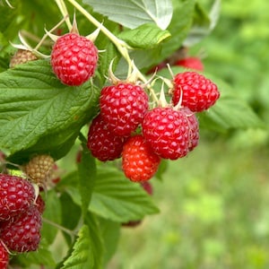 May include: Close-up of a raspberry bush with ripe, red raspberries. The berries are clustered on green stems with textured green leaves. The background is a soft, blurred green.