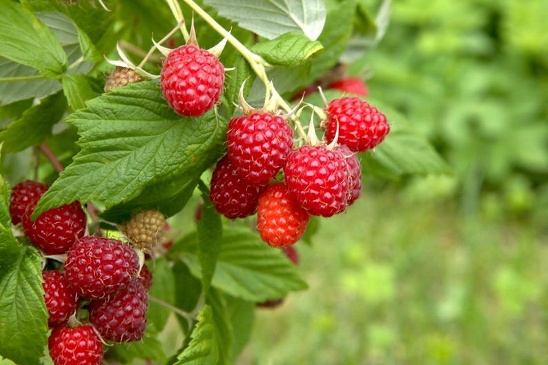 May include: Close-up of a raspberry bush with ripe, red raspberries. The berries are clustered on green stems with textured green leaves. The background is a soft, blurred green.